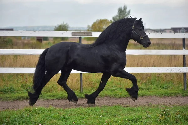 Een Fries Paard Loopt Een Veld — Stockfoto