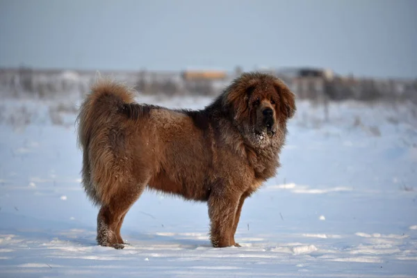 Tibet mastifi kışın tarlada