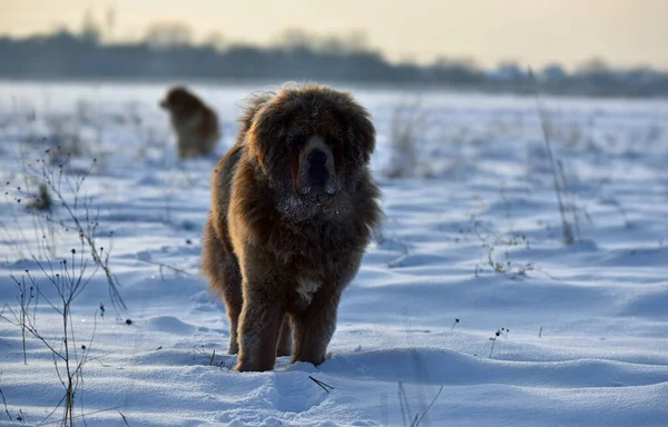 Mastín Tibetano Campo Invierno — Foto de Stock