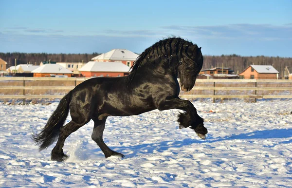 Frisian stallion black horse gallops in the field