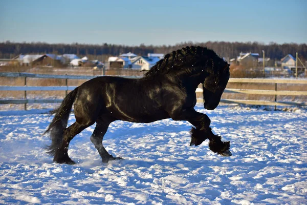 Frizya aygırı tarlada dört nala koşuyor.