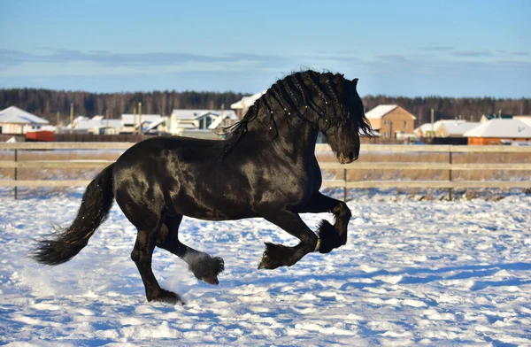 フィールド内のフリジアの種牡馬黒馬のギャロップ ストックフォト