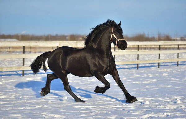 Frisian Stallion Black Horse Gallops Field — Stock Photo, Image