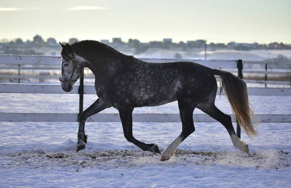 Arazi aygırında gri kartal koşucusu