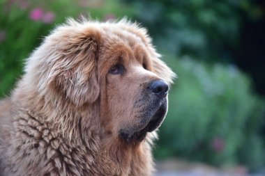 Yazın bir Tibet köpeği.