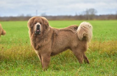 Yazın bir Tibet köpeği.