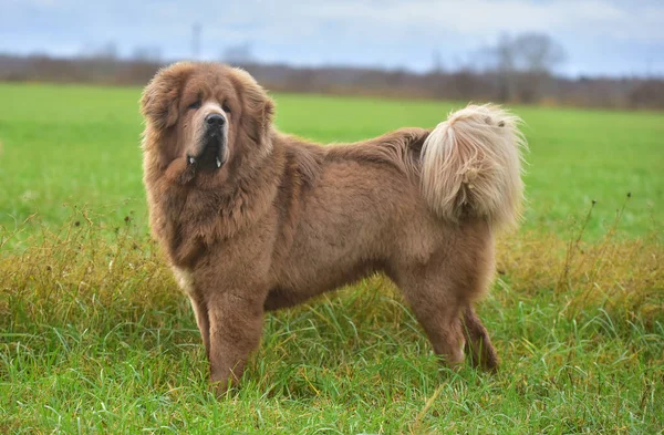 Tibetan Mastiff Puppy Summer — Stock Photo, Image