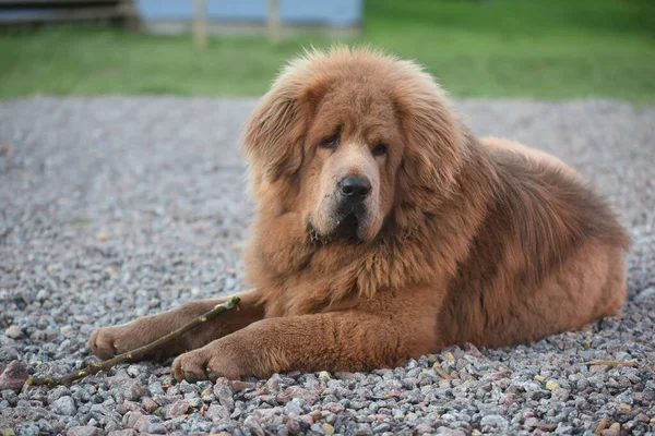 Cachorro Mastim Tibetano Verão — Fotografia de Stock