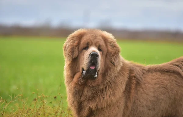 Yazın bir Tibet köpeği.