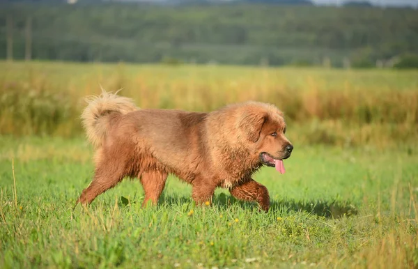 Tibetli mastid köpeği tarlada. 