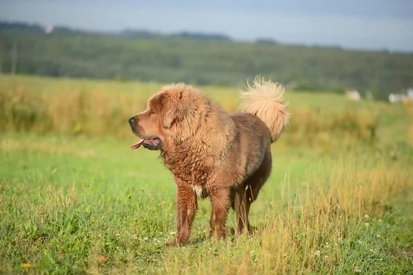 Tibetli mastid köpeği tarlada.