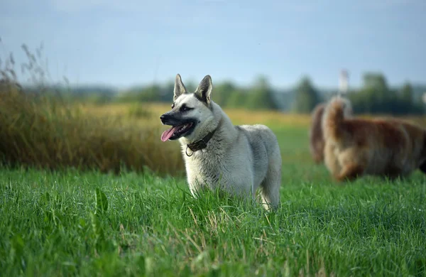 Cão Rafeiro Branco Campo — Fotografia de Stock