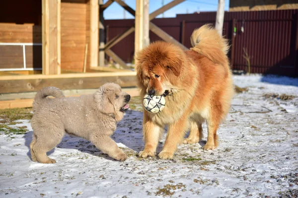 Mastín Tibetano Juega Con Cachorro — Foto de Stock