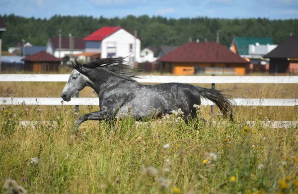 Arazi aygırında gri kartal koşucusu
