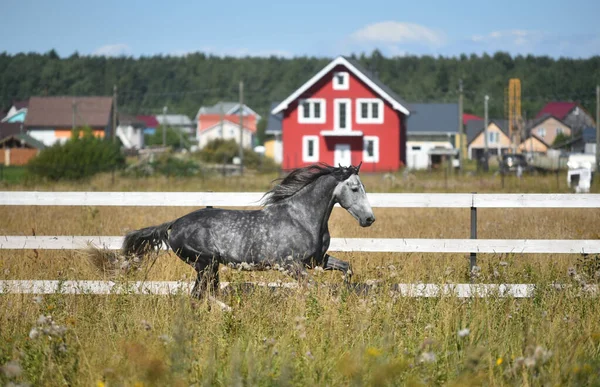 Arazi aygırında gri kartal koşucusu