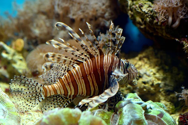 Aslan balığı (red sea, Mısır closeup)