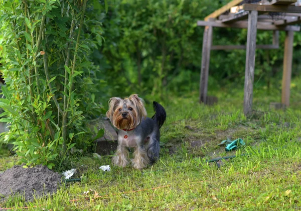 Yorkshire terrier — Stock Fotó