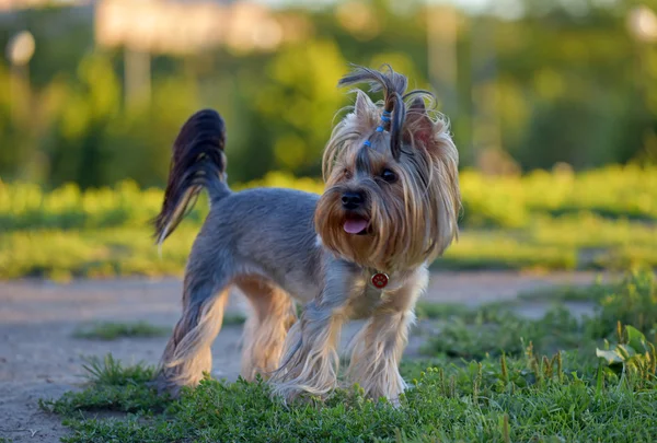 Yorkshire terrier — Foto de Stock