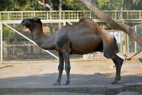 Camel — Stock Photo, Image