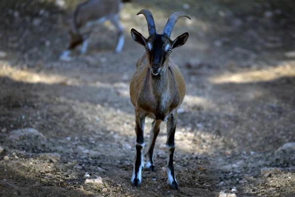 Goat — Stock Photo, Image