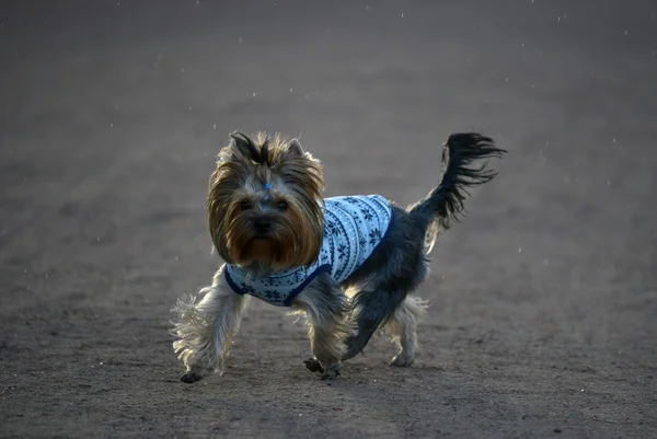 Yorkshire terrier en el campo en un paseo —  Fotos de Stock