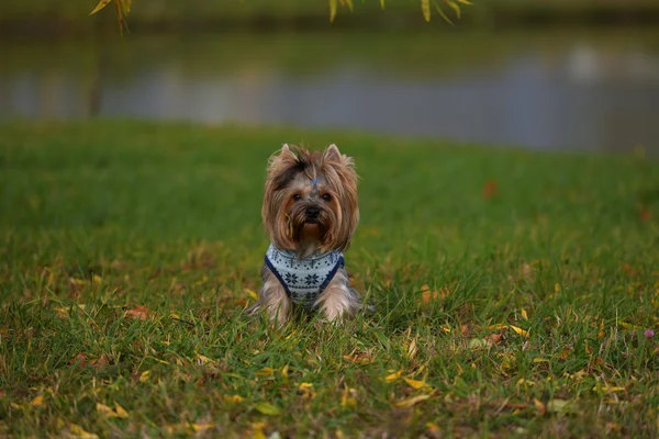 Yorkshire Teriyeri sahada yürüyüş yapıyor.