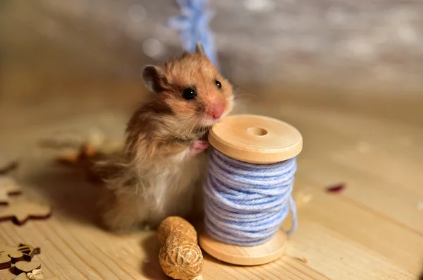 Baby syrian hamster — Stock Photo, Image