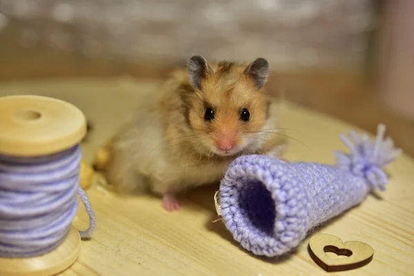 Baby syrian hamster — Stock Photo, Image