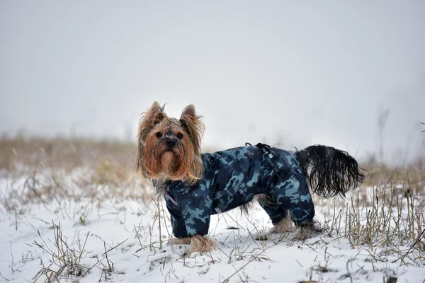 Perro yorkkshire terrier — Foto de Stock