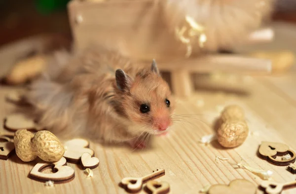 Hamsters sírios bebê em casa — Fotografia de Stock