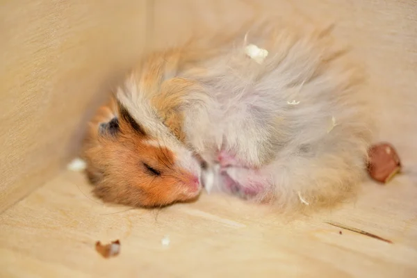 Bebek Suriye hamster — Stok fotoğraf