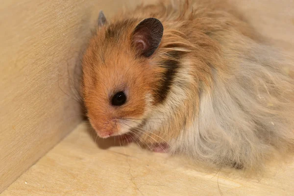 Hamsters sírios em casa — Fotografia de Stock