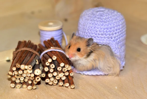 Hamsters sírios em casa — Fotografia de Stock