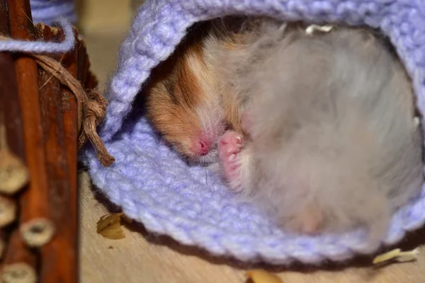 Hamsters sírios em casa — Fotografia de Stock