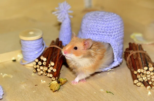 Suriye hamster evde — Stok fotoğraf