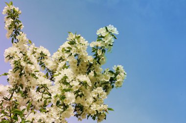 Çiçek açması elma ağacı ağaç bahar günü