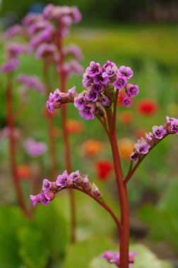 Bir yatakta güzel leylak çiçeği
