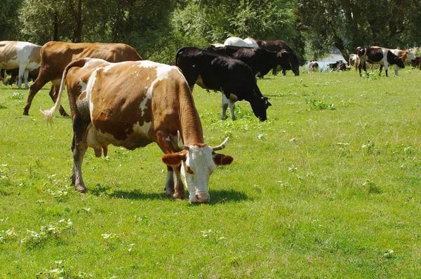 Vacas en un pasto. — Foto de Stock