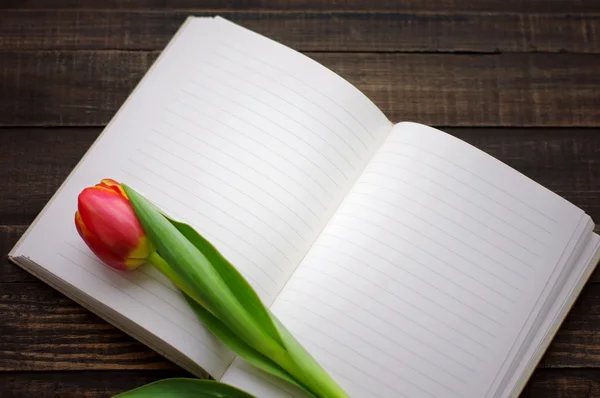 Tulip and open blank notebook — Stock Photo, Image