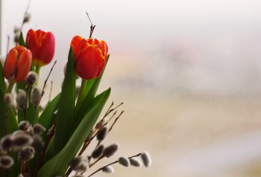 Lale ve bahar dalları söğüt.