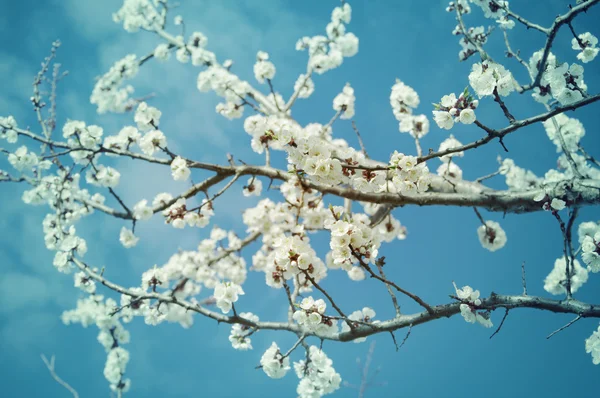 Цветущая яблоня весной — стоковое фото