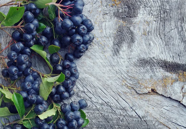 Schwarzfrucht-Eberesche - ein herbstlicher Hintergrund — Stockfoto