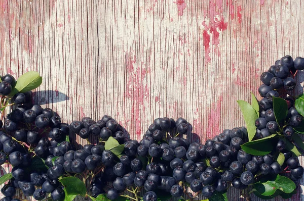 Schwarzfrucht-Eberesche - ein herbstlicher Hintergrund — Stockfoto