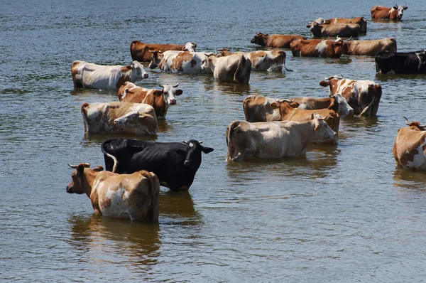 Vacas en un lugar de riego . — Foto de Stock
