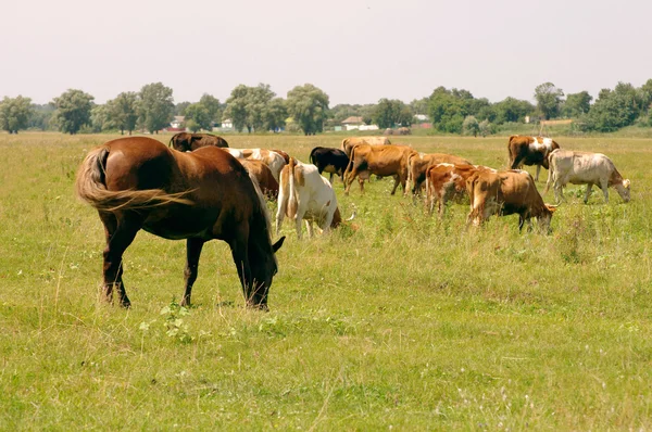 Caballos y vacas en una pradera. — Foto de Stock