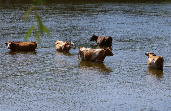 Vacas en un lugar de riego . — Foto de Stock
