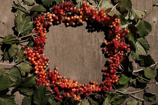 Яркий осенний фон с ягодами viburnum — стоковое фото