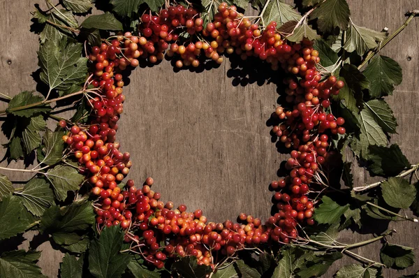 Ljusa hösten bakgrund med bär viburnum — Stockfoto