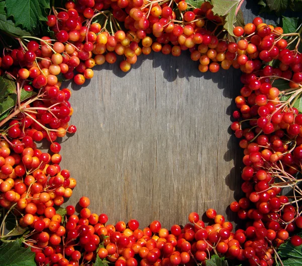 Яркий осенний фон с ягодами viburnum — стоковое фото