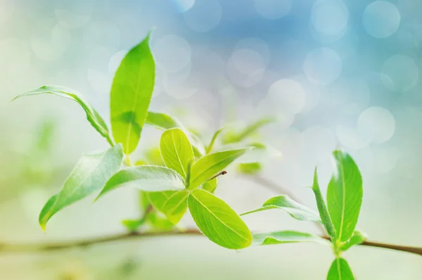 Folhetos verdes de terra de um salgueiro em um contexto de primavera leve . — Fotografia de Stock